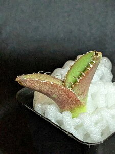 iIAKx `^m^ 唒 zzWU xA[gcTitanota great white shark 