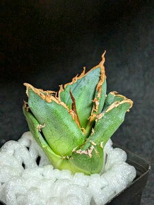 現品◇アガベ・チタノタ 清櫻 ◇ベアルート苗◇titanota seo◇
