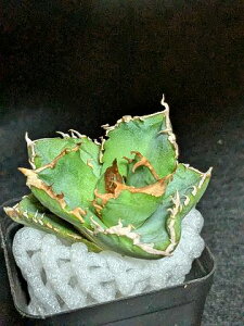 iAKxE`^m^ N xA[gctitanota seo