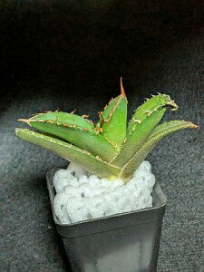 iIAKx `^m^ bhfr xA[gcTitanota Reddevil