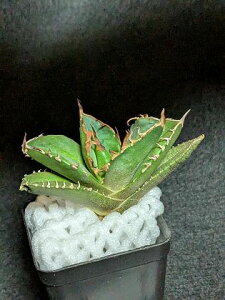 iIAKx `^m^ bhfr xA[gcTitanota Reddevil