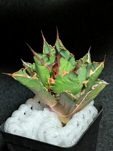 iIAKx `^m^ S  xA[gctitanota Onitsume 