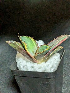  iIAKx `^m^ BB ubNu[ oGK[^ExA[gcAgave titanota blackblue 'Variegata'