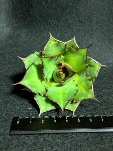 現品◇アガベ チタノタ 太陽神・ベアルート苗◇Agave titanota 'Sun God'◇