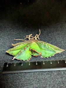 現品!◇アガベ チタノタ バトルウルフ 戦狼・ベアルート苗◇Agave Titanota Battlewolf