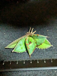 現品!◇アガベ チタノタ バトルウルフ 戦狼・ベアルート苗◇Agave Titanota Battlewolf