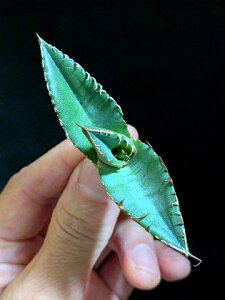 iIAKx `^m^ d  xA[gcAgave titanota 'yaohu 