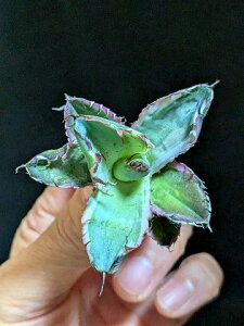 斑入り 現品!◇アガベ チタノタ BB錦 ブラック&ブルー バリエガータ・ベアルート苗◇Agave titanota black&blue 'Variegata'◇