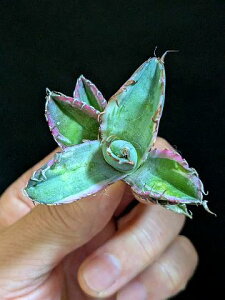 斑入り 現品!◇アガベ チタノタ BB錦 ブラック&ブルー バリエガータ・ベアルート苗◇Agave titanota black&blue 'Variegata'◇
