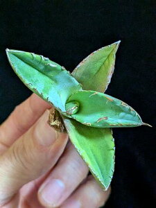 iE큞AKxE`^m^ ^сxA[gctitanota black panther Variegata