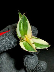 iI큞AKx `^m^ Ή EubNt@C[   xA[gctitanota Black fire'Variegata'