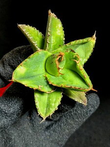 現品!◇アガベ チタノタ 蚩尤◇ ベアルート苗◇Titanota chiyou◇