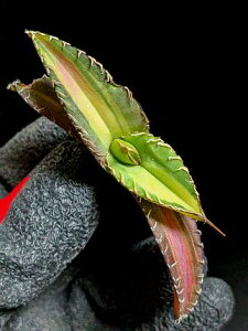 斑入り!現品◇アガベ チタノタ 厳竜 山の谷幽霊錦◇ ベアルート苗◇Titanota mountain valley ghost variegate◇