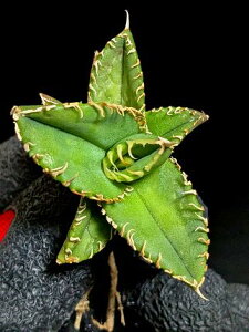 iAKx `^m^@hi|hjExA[gcAgave Titanota byakugoushi
