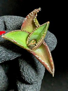 iAKx `^m^ ɐ xA[g CcTitanota South Pole Star