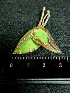 iIAKx `^m^ n xA[gcTitanota warthog 