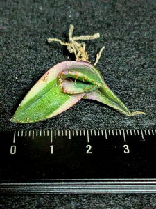 EiAKxE`^m^ ^сxA[gctitanota black panther Variegata