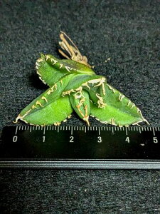 現品◇アガベ チタノタ 白豪刺(白毫刺)・ベアルート苗◇Agave Titanota byakugoushi◇