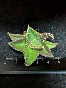 iAKx `^m^@hi|hjExA[gcAgave Titanota byakugoushi