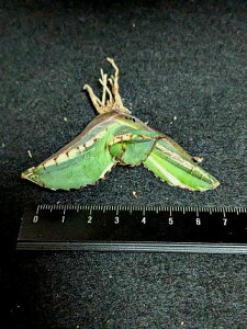 iI큞AKx `^m^ Ή EubNt@C[   xA[gctitanota Black fire'Variegata'