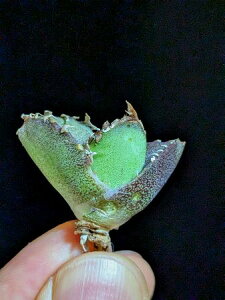 現品!◇アガベ チタノタ 疣猪◇ ベアルート苗◇Titanota warthog ◇