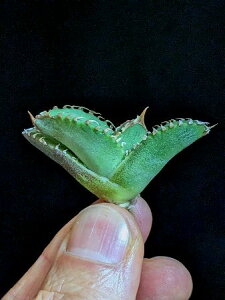 iIAKx `^m^ kTI xA[gcAgave-Titanota alligator snapper