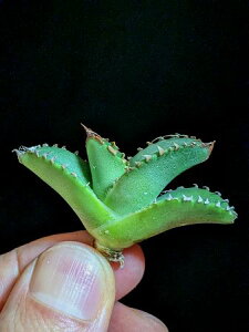 iIAKx `^m^ kT xA[gcAgave-Titanota alligator snapper