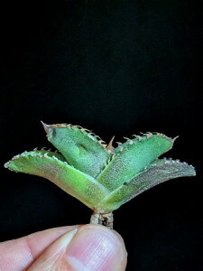 iIAKx `^m^ kT xA[gcAgave-Titanota alligator snapper