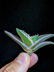 iI큞AKx `^m^ Ή EzCgt@C[   xA[gctitanota white fire'Variegata'