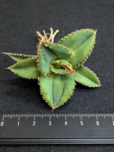 iIAKx `^m^ kT xA[gcAgave-Titanota alligator snapper