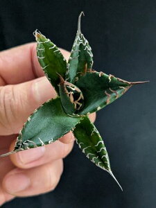 現品◇アガベ チタノタ 悪魔・ベアルート苗◇Agave titanota bakemono◇