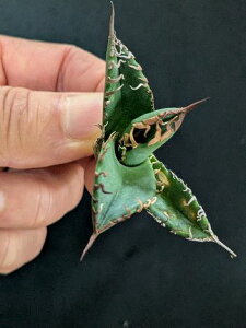 iAKx `^m^ ExA[gcAgave titanota bakemono