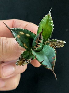 iAKx `^m^ ExA[gcAgave titanota bakemono