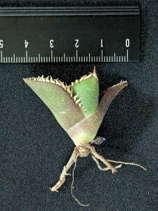 現品!◇アガベ チタノタ 面包蟹(碎鑽)◇ ベアルート苗◇Titanota saisan