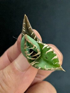 iIAKx `^m^ n xA[gcTitanota warthog 