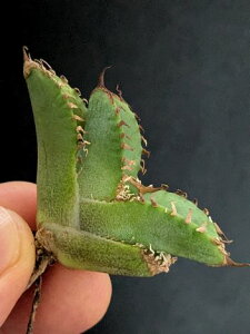 現品!◇アガベ チタノタ 蚩尤◇ ベアルート苗◇Titanota chiyou◇