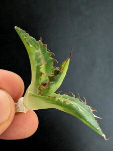 iAKxEz_  xA[gcagave horrida 'Variegata'