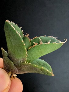 iAKxE`^m^ u蹁xA[gctitanota 'Hyou'