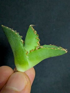 iIAKx `^m^ ҋ VTC xA[gcTitanota White Rhino 