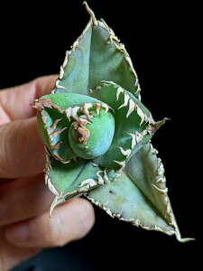 8/5撮影 現品!◇アガベ チタノタ キングコング 金剛・ベアルート苗◇Agave Titanota King Kong