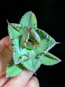 8/23撮影 現品◇アガベ チタノタ 地勇星・ベアルート苗◇Agave Titanota ?hiyuuboshi◇