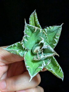 8/23Be iAKx `^m^@hi|hjExA[gcAgave Titanota byakugoushi