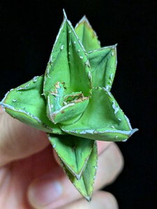 8/23撮影 現品◇アガベ・チタノタ 冰雹◇ベアルート苗◇titanota 'Hyou'◇