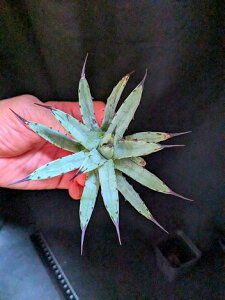 8/23撮影 現品!◇アガベ ★姫マクロアカンサ・ベアルート苗◇macroacantha ◇