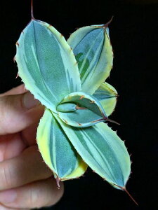 8/23Be iIAKx p[ gJ[^ IUoxA[gcAgave parryi truncata Orizaba