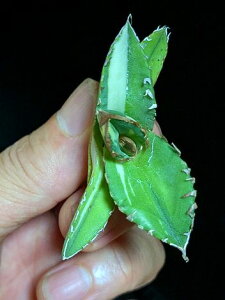 8/23Be iEIAKx `^m^ ҋ VTC xA[gcTitanota White Rhino 'Variegata'