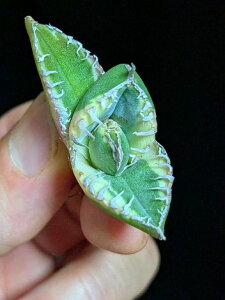 8/23撮影 斑入り!現品◇アガベ・チタノタ SAD錦 南アフリカダイヤモンド錦◇ベアルート苗◇titanota SAD South Africa Diamond variegata◇