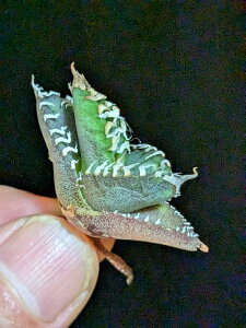 8/23Be iIAKx `^m^ H  xA[gcTitanota White Ghost 