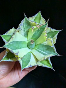 8/23撮影 現品!◇アガベ チタノタ スナグルトゥース・ベアルート苗◇Agave Titanota Snaggle Tooth