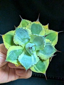 8/27撮影 現品◇アガベ・イシスメンシス 山宅雷神◇ベアルート苗◇Isthmensis 'Raijin Variegata'◇